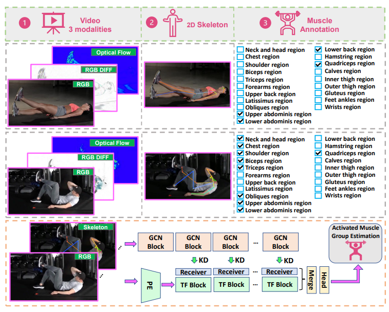 Muscle Group key figure