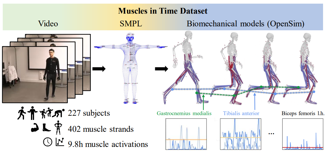 Muscles in Time key figure